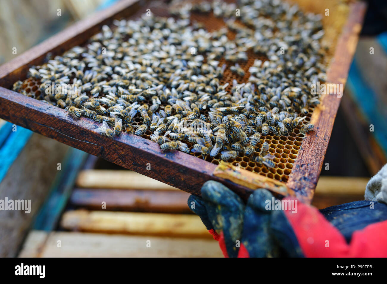 L'apiculteur porte de miel avec les abeilles. Banque D'Images