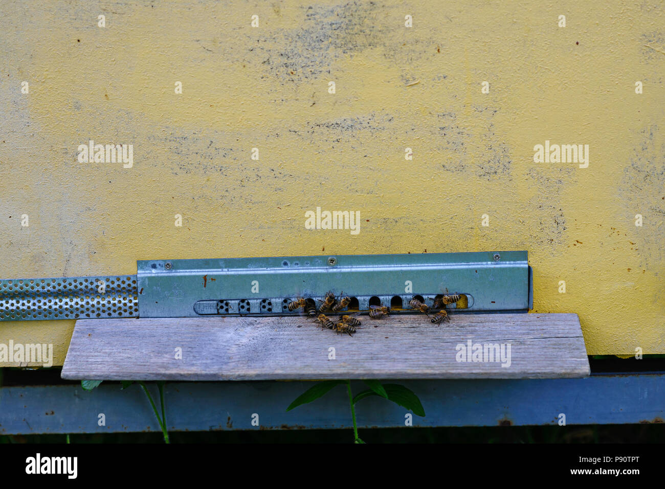 Groupe d'abeilles volant dans une ruche vintage. Banque D'Images
