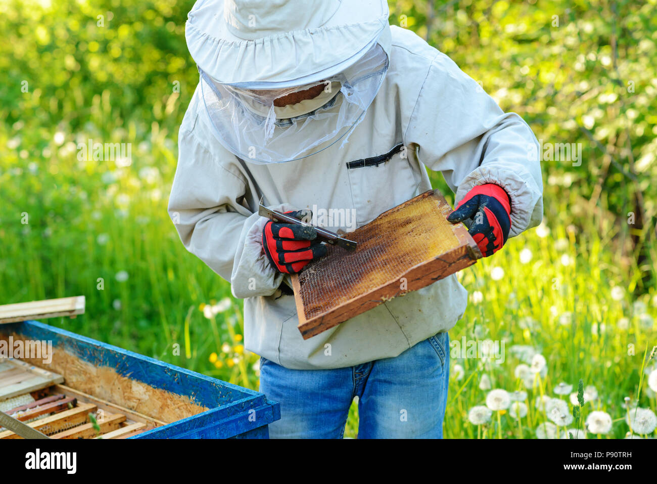 Deux apiculteurs travailler sur un rucher. L'été. Banque D'Images