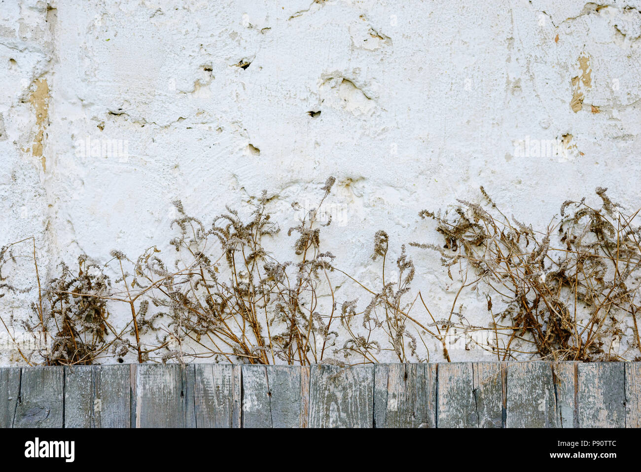Les racines des raisins sur le mur de la maison, le gouvernement Bush pousse sur le mur, branches sèches sur un vieux mur de pierre, excellent arrière-plan ou la texture. Banque D'Images