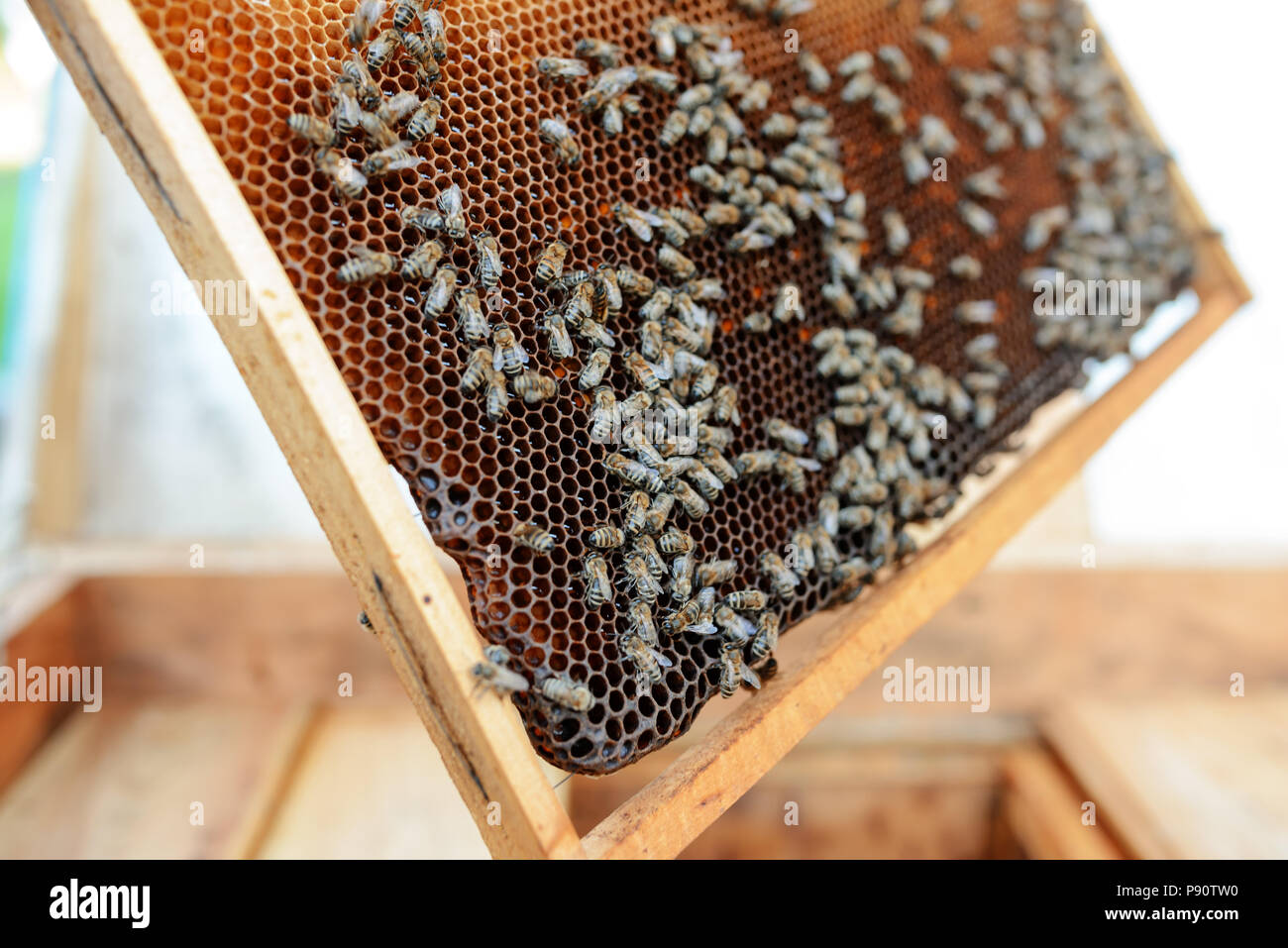 L'apiculteur porte de miel avec les abeilles. Banque D'Images