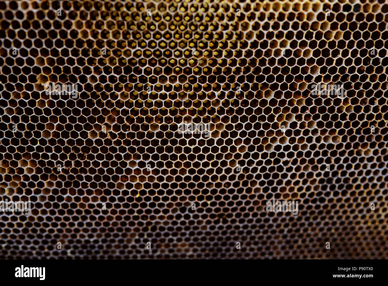 Texture de fond et le motif d'une section de la cire d'abeilles une ruche pleine de miel doré dans une vue plein cadre. Banque D'Images