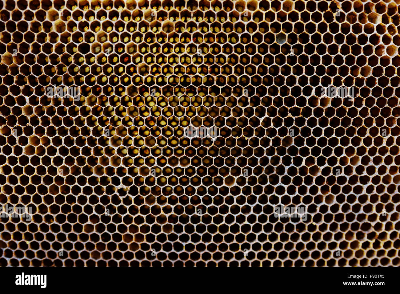 Texture de fond et le motif d'une section de la cire d'abeilles une ruche pleine de miel doré dans une vue plein cadre. Banque D'Images