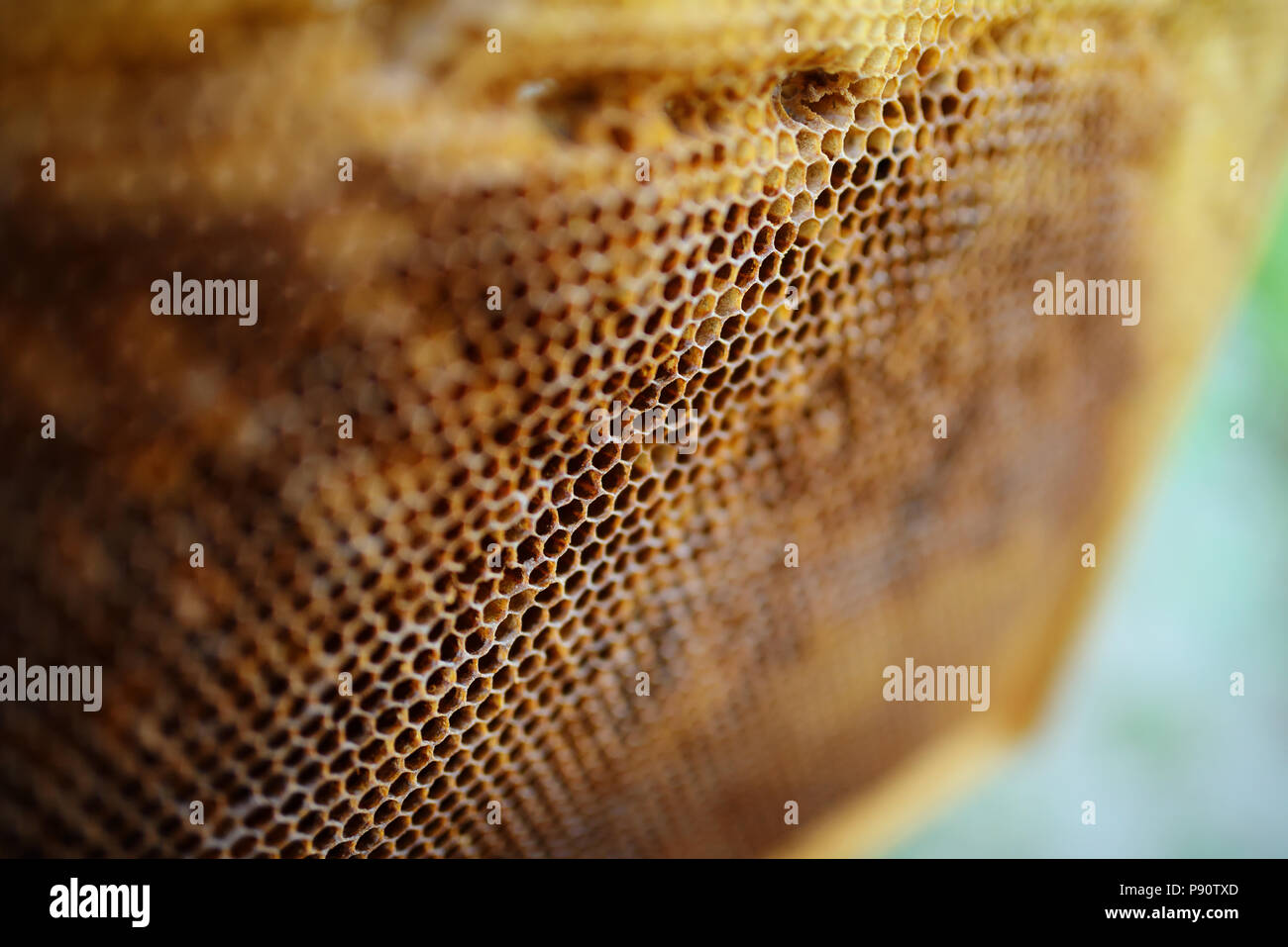 Texture de fond et le motif d'une section de la cire d'abeilles une ruche pleine de miel doré dans une vue plein cadre. Banque D'Images