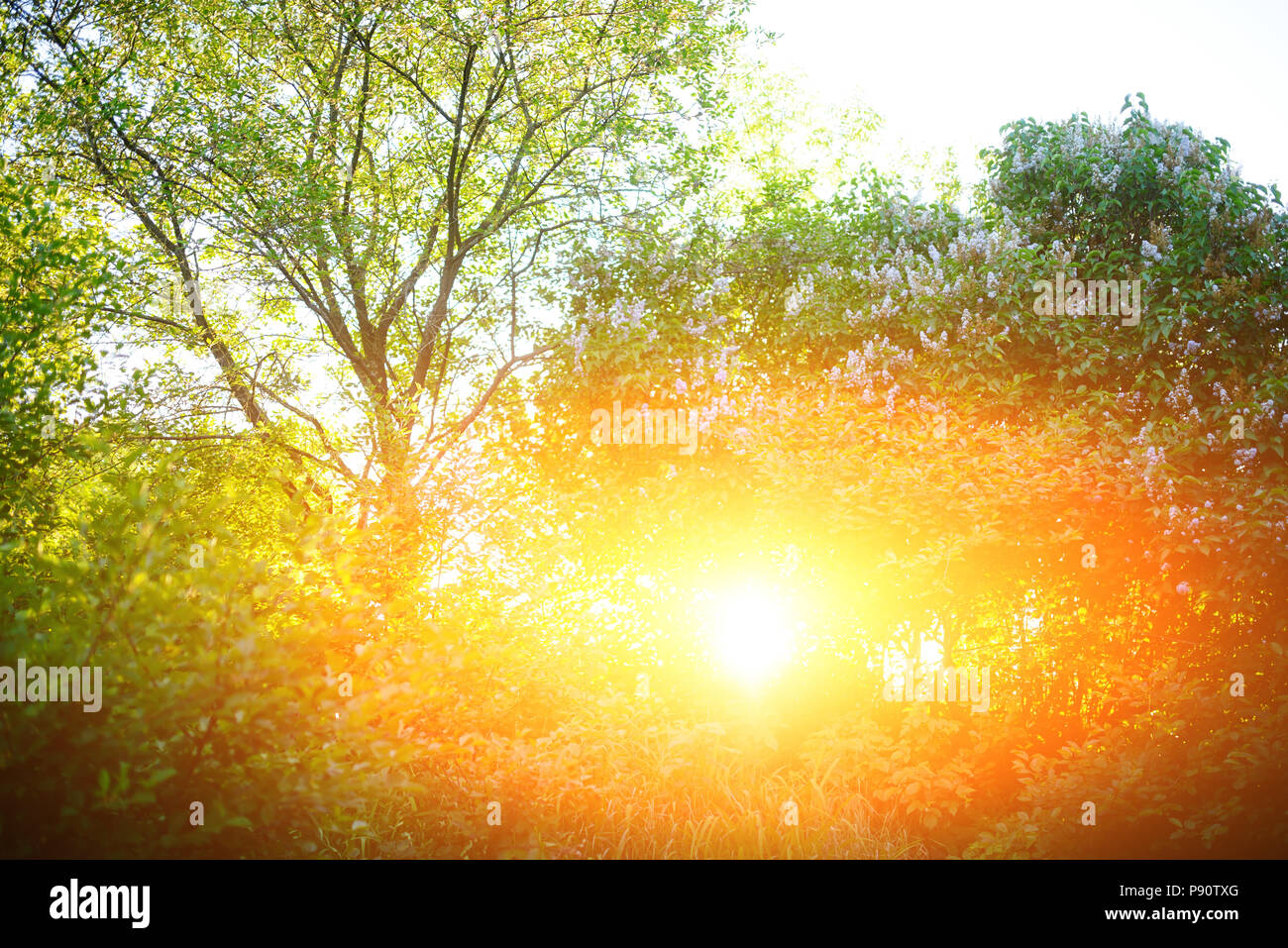 Forêt de pins avec la dernière du soleil brillant à travers les arbres Banque D'Images