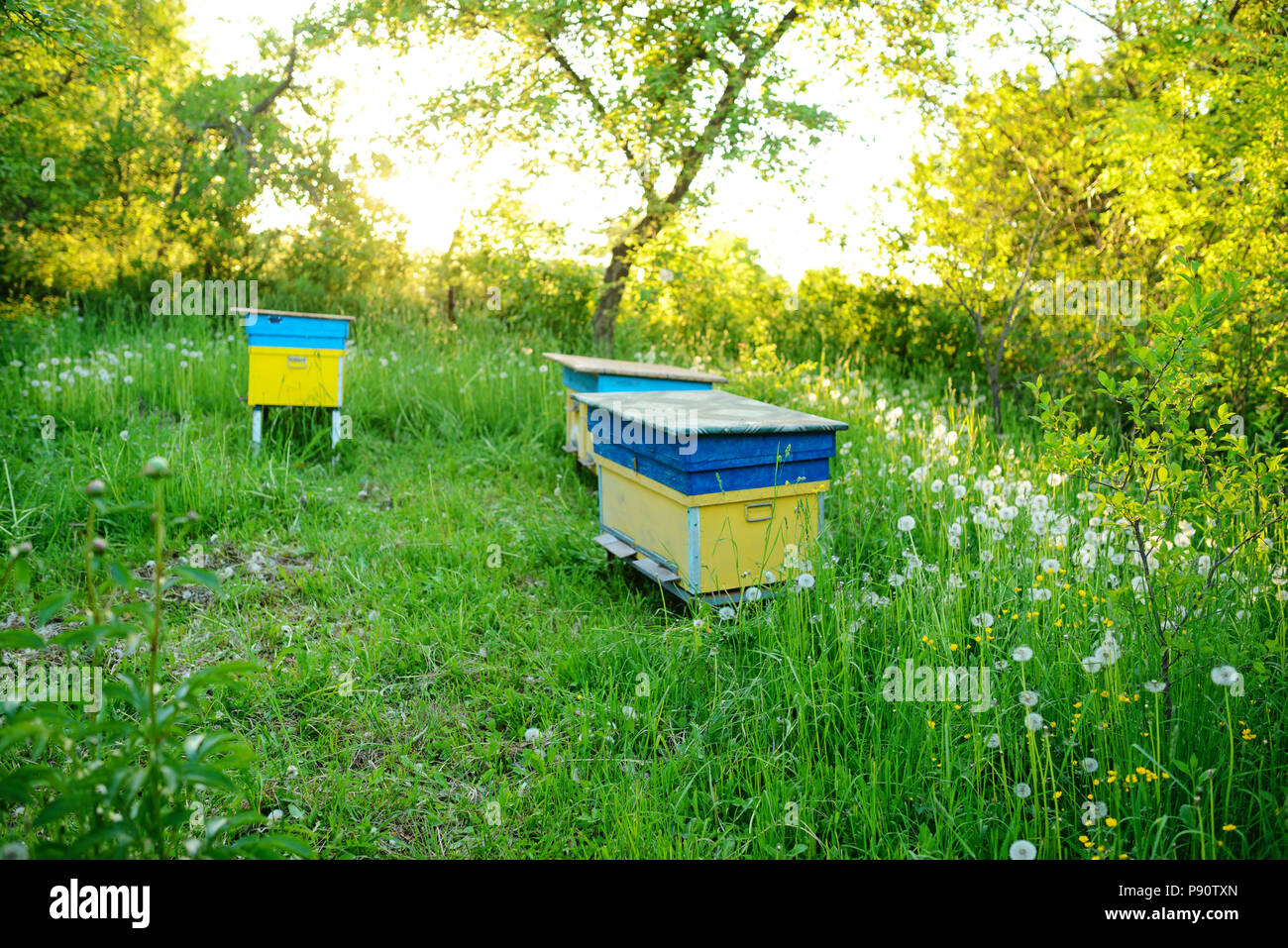 Paysage Polonais avec des ruches sur le domaine écologique. Banque D'Images