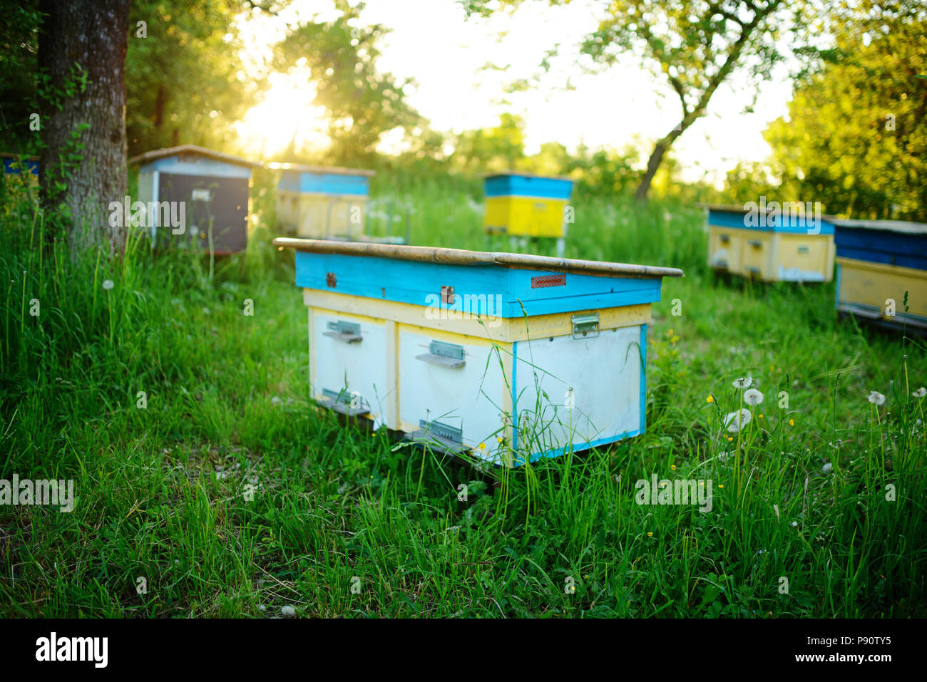 Paysage Polonais avec des ruches sur le domaine écologique. Banque D'Images