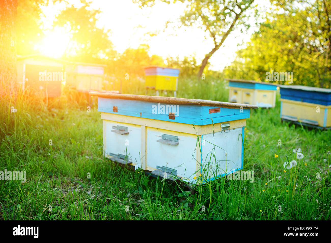 Paysage Polonais avec des ruches sur le domaine écologique. Banque D'Images