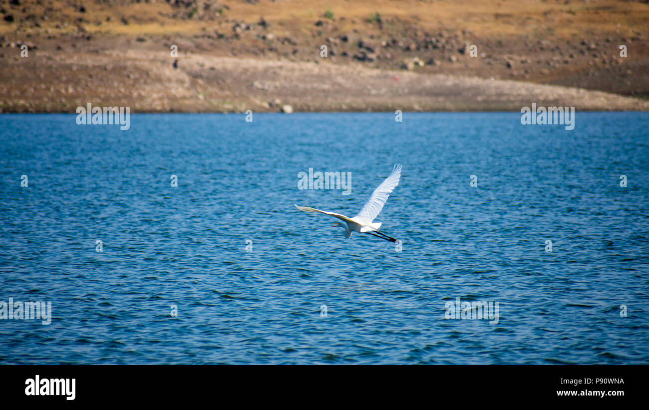 Aigrette médiane dans un lac Mésophoyx intermedia Mahjhola Balula Fly sur le lac dans l'air Banque D'Images