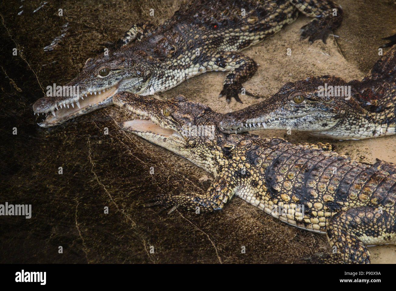 Crocodile du Nil, Crocodylus niloticus. Banque D'Images