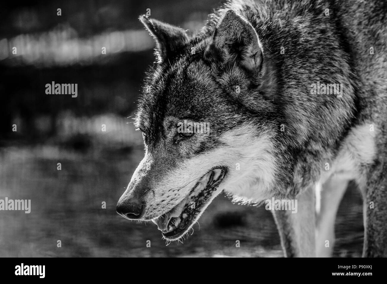 Portrait noir et blanc d'un loup Banque D'Images