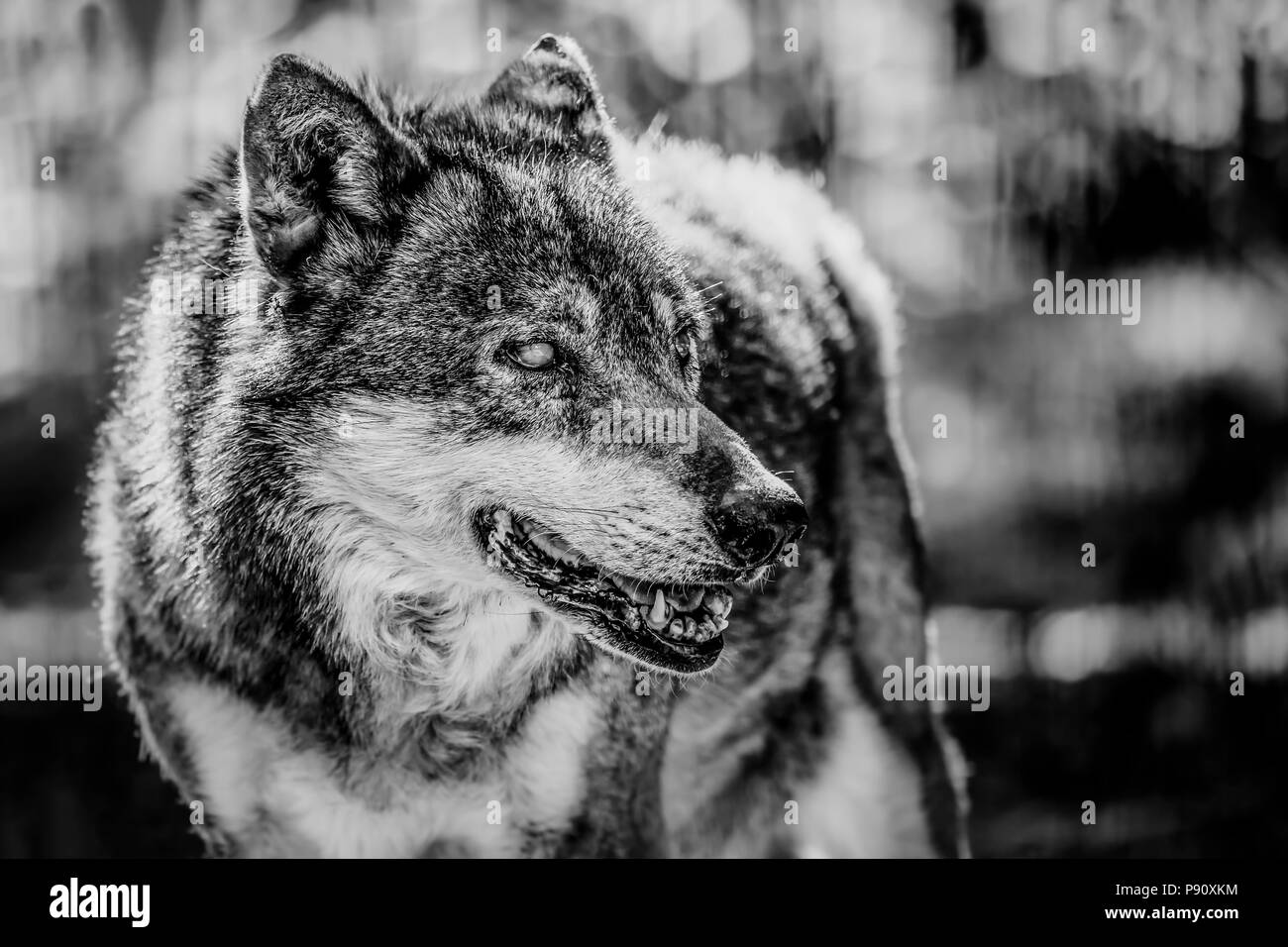 Portrait noir et blanc d'un loup Banque D'Images