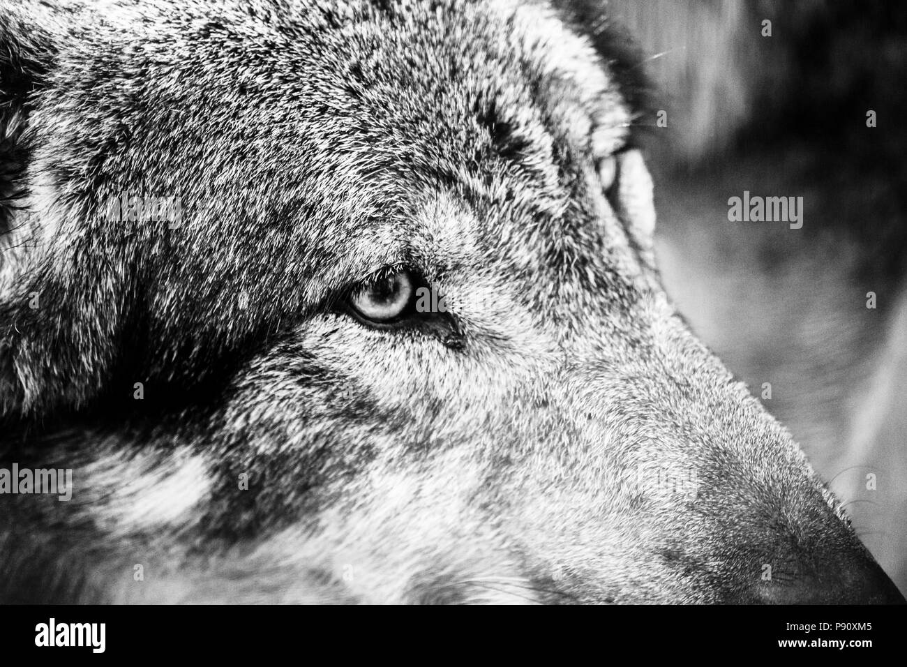 Portrait noir et blanc d'un loup Banque D'Images