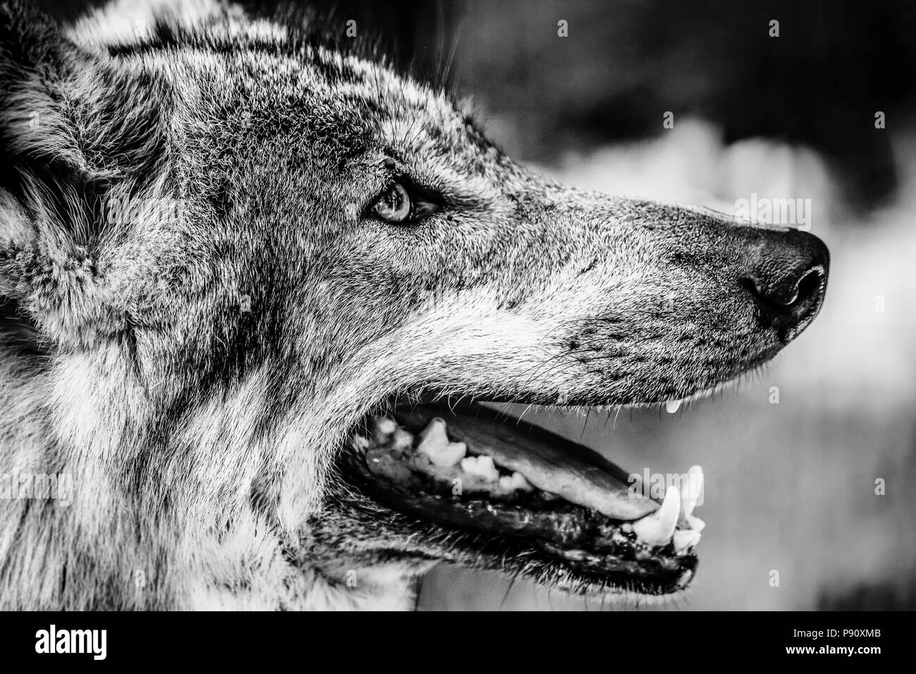 Portrait noir et blanc d'un loup Banque D'Images