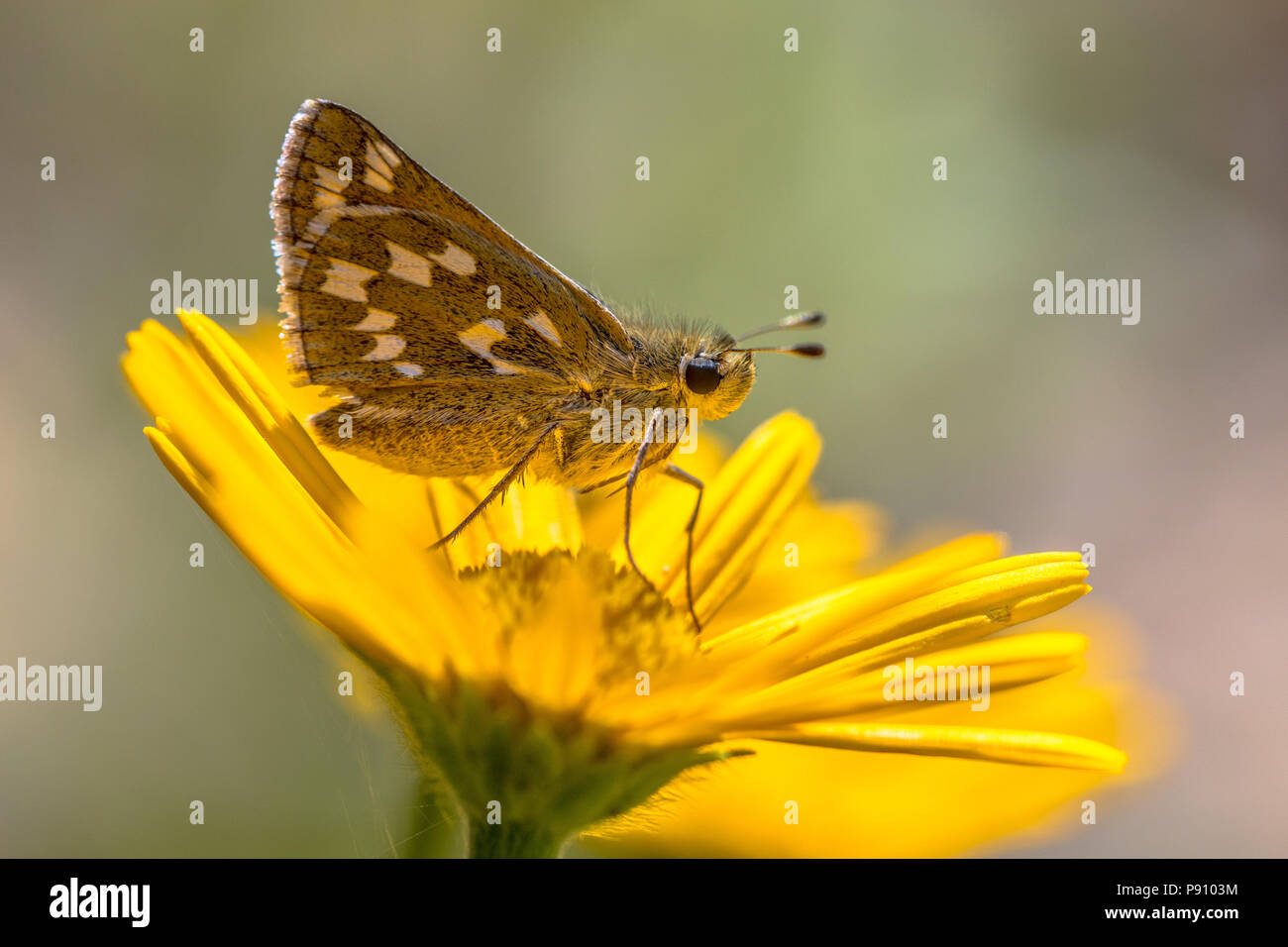 Silver-spotted skipper (Hesperia comma) papillon sur fleur jaune Banque D'Images Silver-spotted skipper (Hesperia comma) papillon sur fleur jaune Banque D'Images