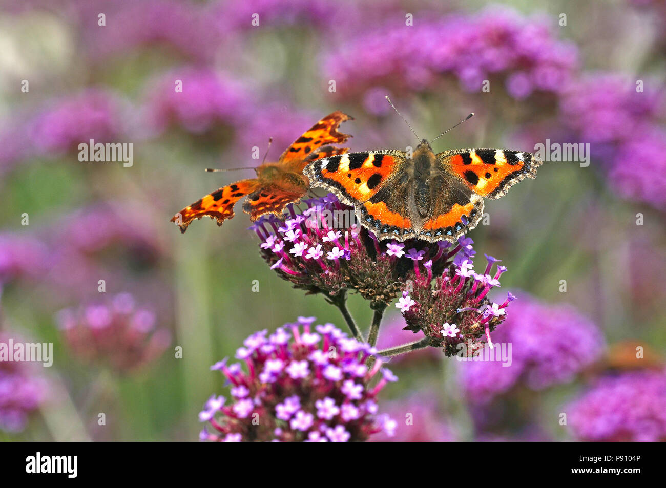 La virgule et un papillon papillon écaille dans un chalet jardin Banque D'Images