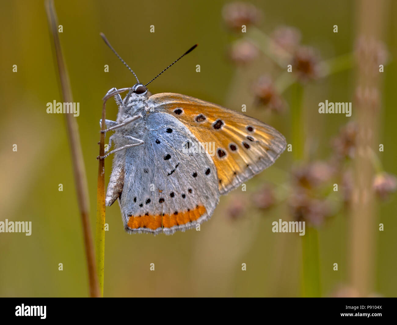 (Lycaena dispar grande) papillon endémique des Pays-Bas sur tige juncus Banque D'Images (Lycaena dispar grande) papillon endémique des Pays-Bas sur tige juncus Banque D'Images
