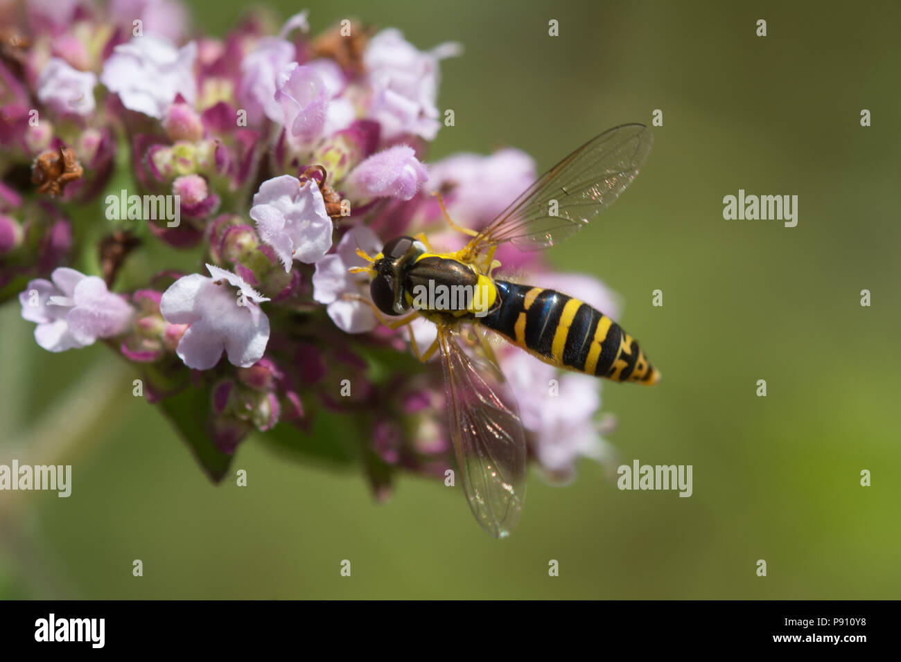 Sphaerophoria scripta, la collecte de nectar hoverfly wild violet fleurs de marjolaine (Origanum vulgare) Banque D'Images