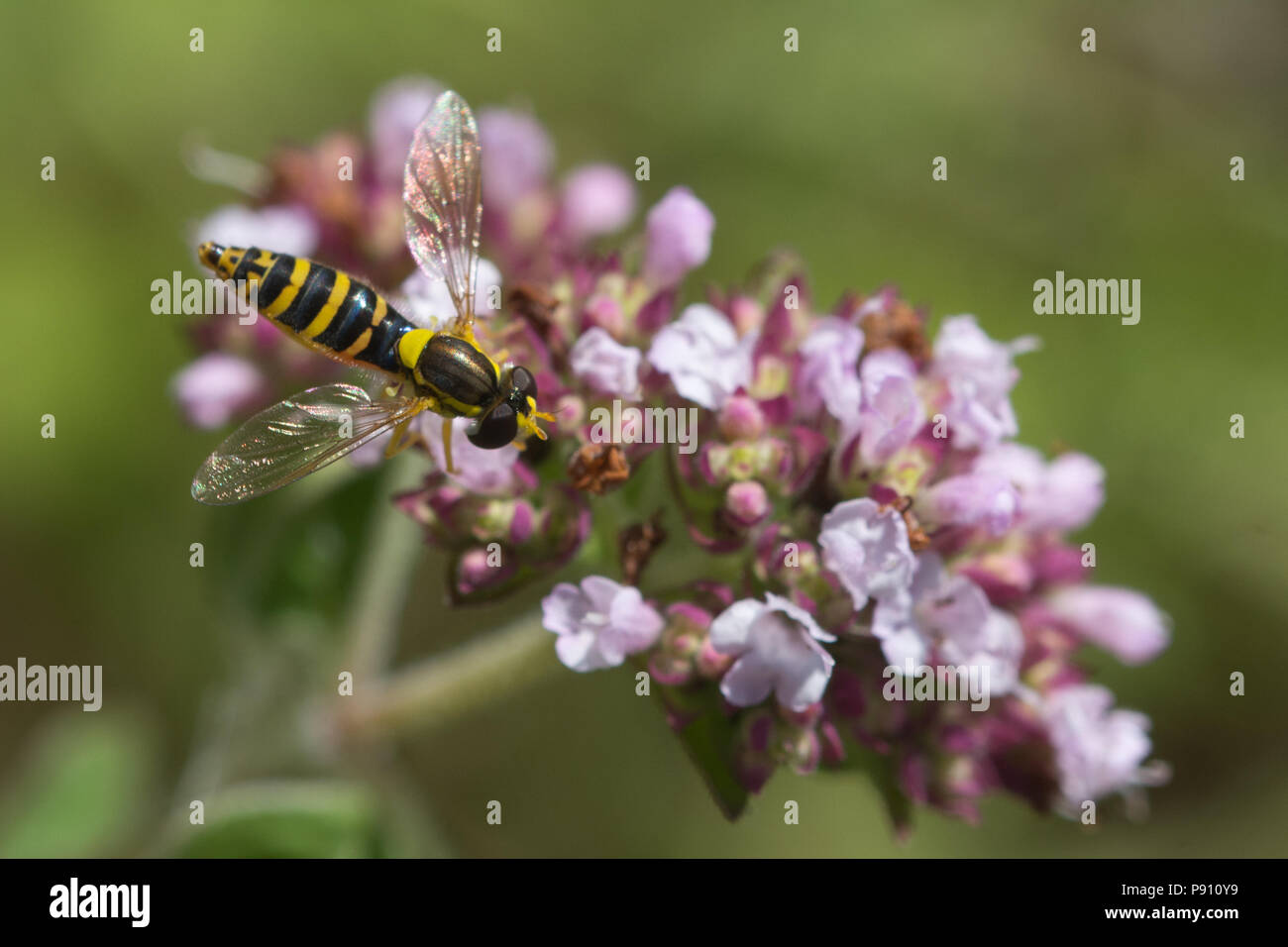 Sphaerophoria scripta, la collecte de nectar hoverfly wild violet fleurs de marjolaine (Origanum vulgare) Banque D'Images