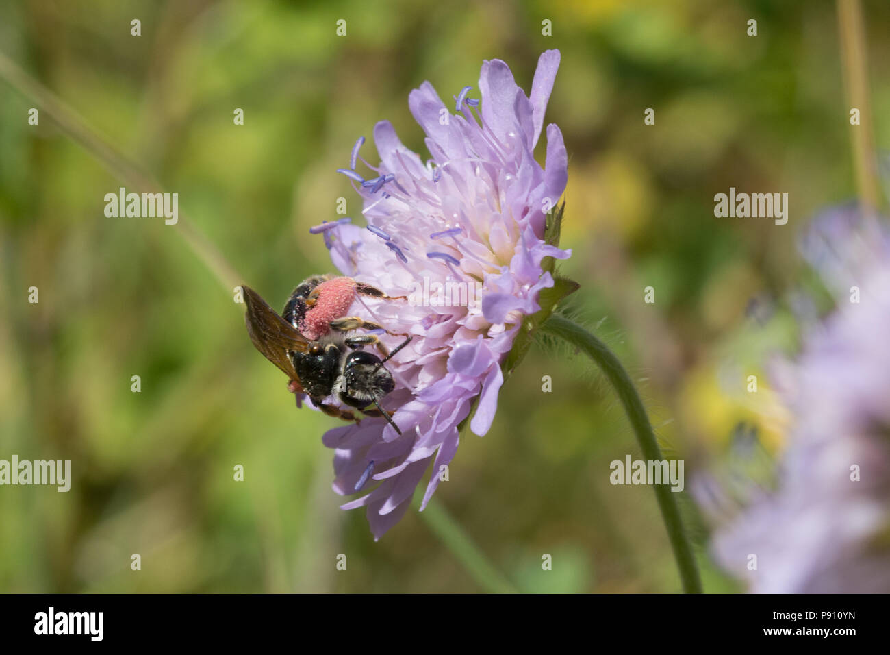 Scabious grande abeille Andrena hattorfiana minière (rose) avec des corbeilles à pollen, sur terrain sec au wildflower scabious Sandford Fosse, UK Banque D'Images