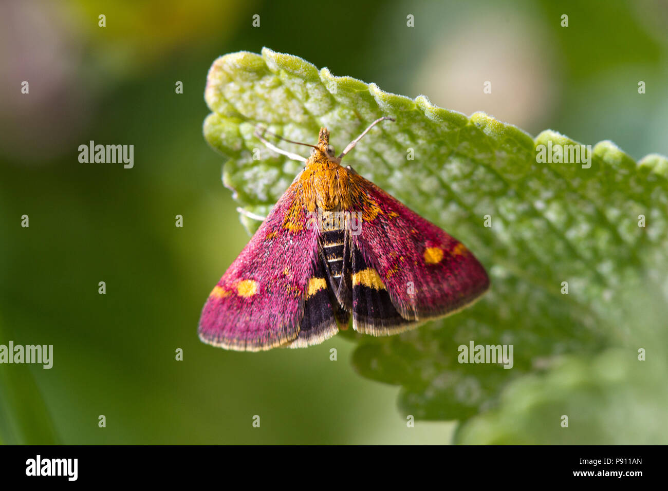 Papillon, de menthe Pyrausta aurata, Cheshire, Royaume-Uni Banque D'Images