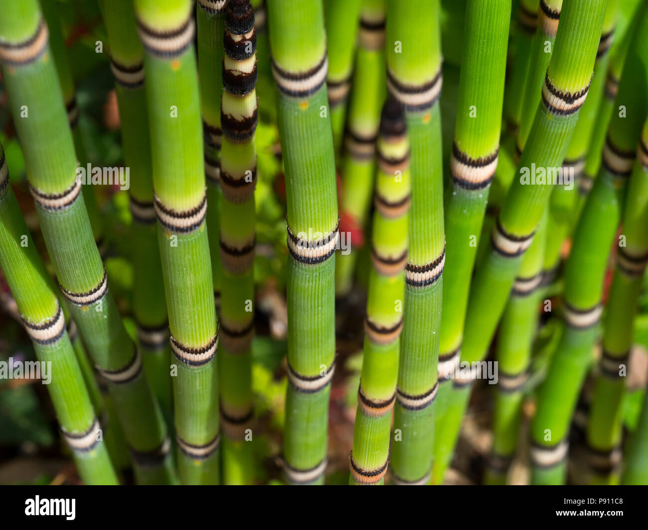 La prêle Equisetum japonicum Juillet Norfolk Banque D'Images