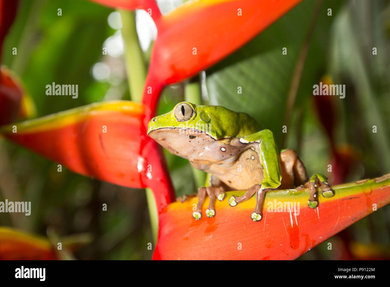 Giant Monkey Frog Banque De Photographies Et D images Haute giant-monkey-frog-banque-de-photographies-et-d-images-haute