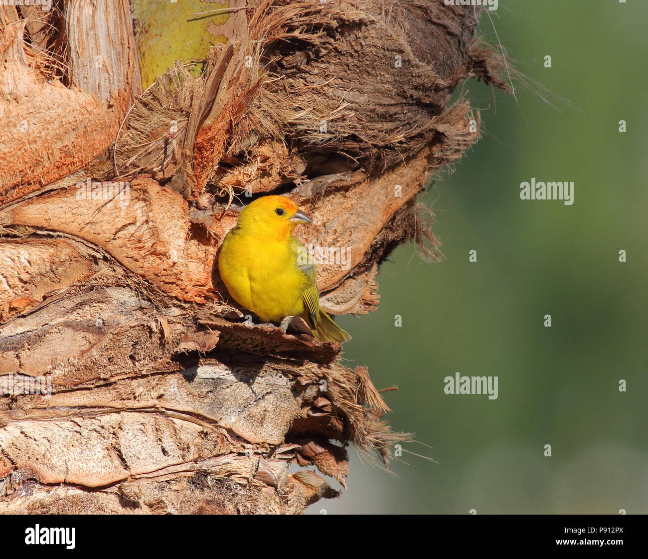 Saffron Finch Juillet 28th, 2017 Hawai'i Banque D'Images