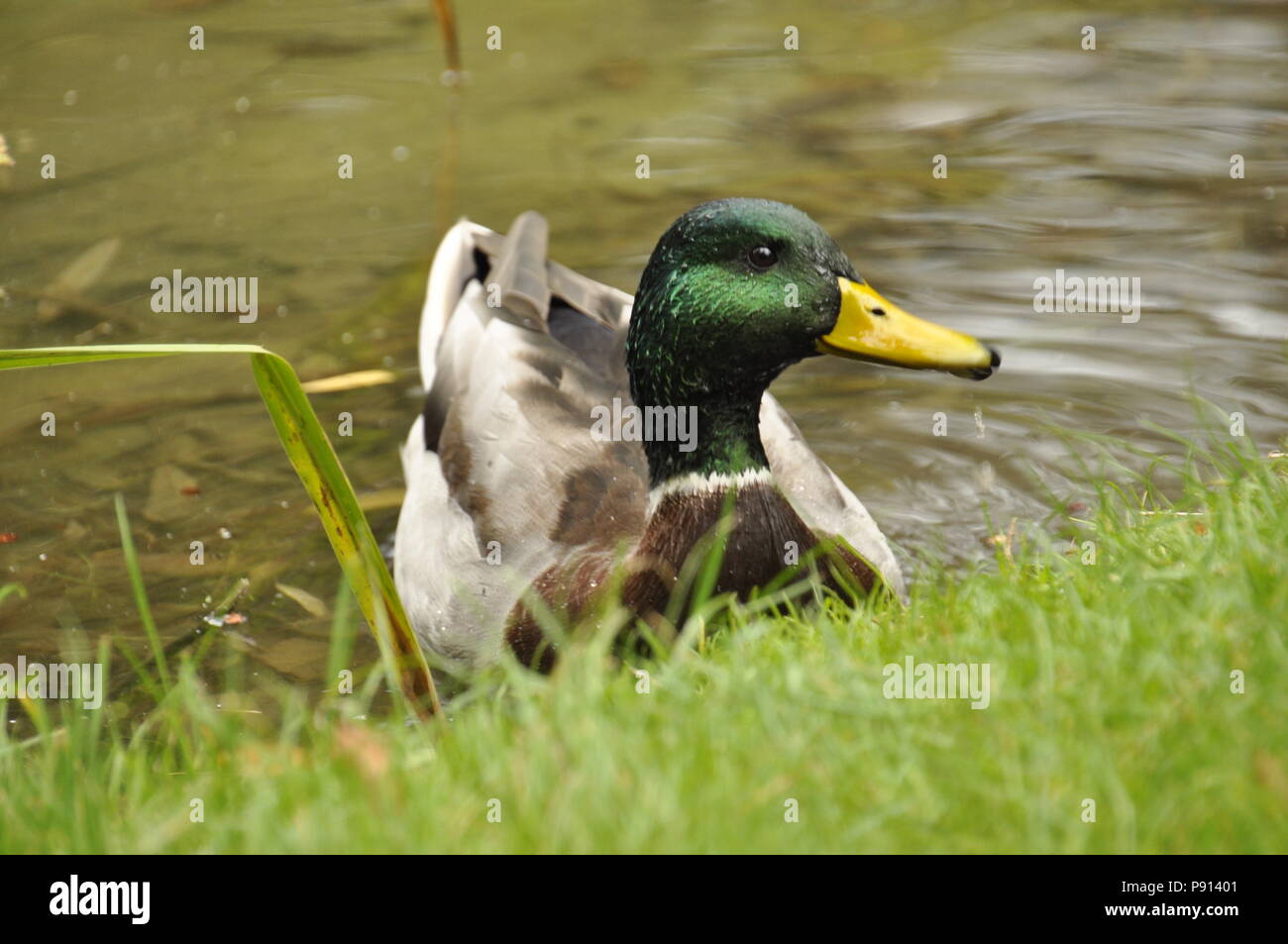 Canard sur le bord de l'étang immobile dans l'eau à la recherche directement dans l'appareil photo Banque D'Images