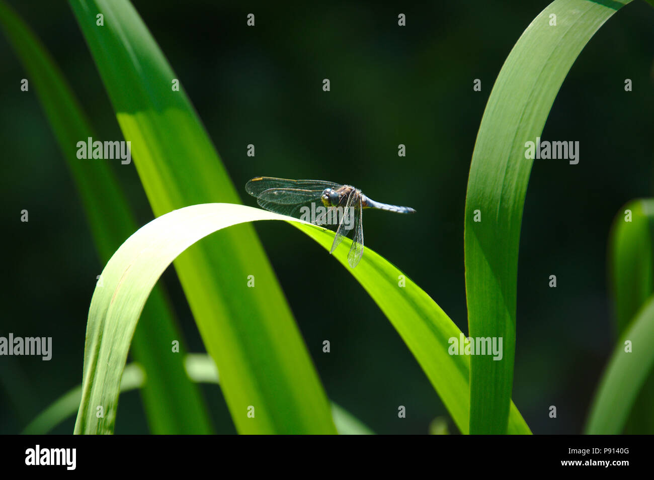 Libellule assis sur reed avec fond vert sombre Banque D'Images