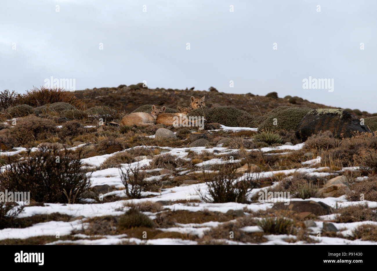La femelle adulte au repos Puma sur le côté de la colline de neige épousseté avec ses petits. Banque D'Images