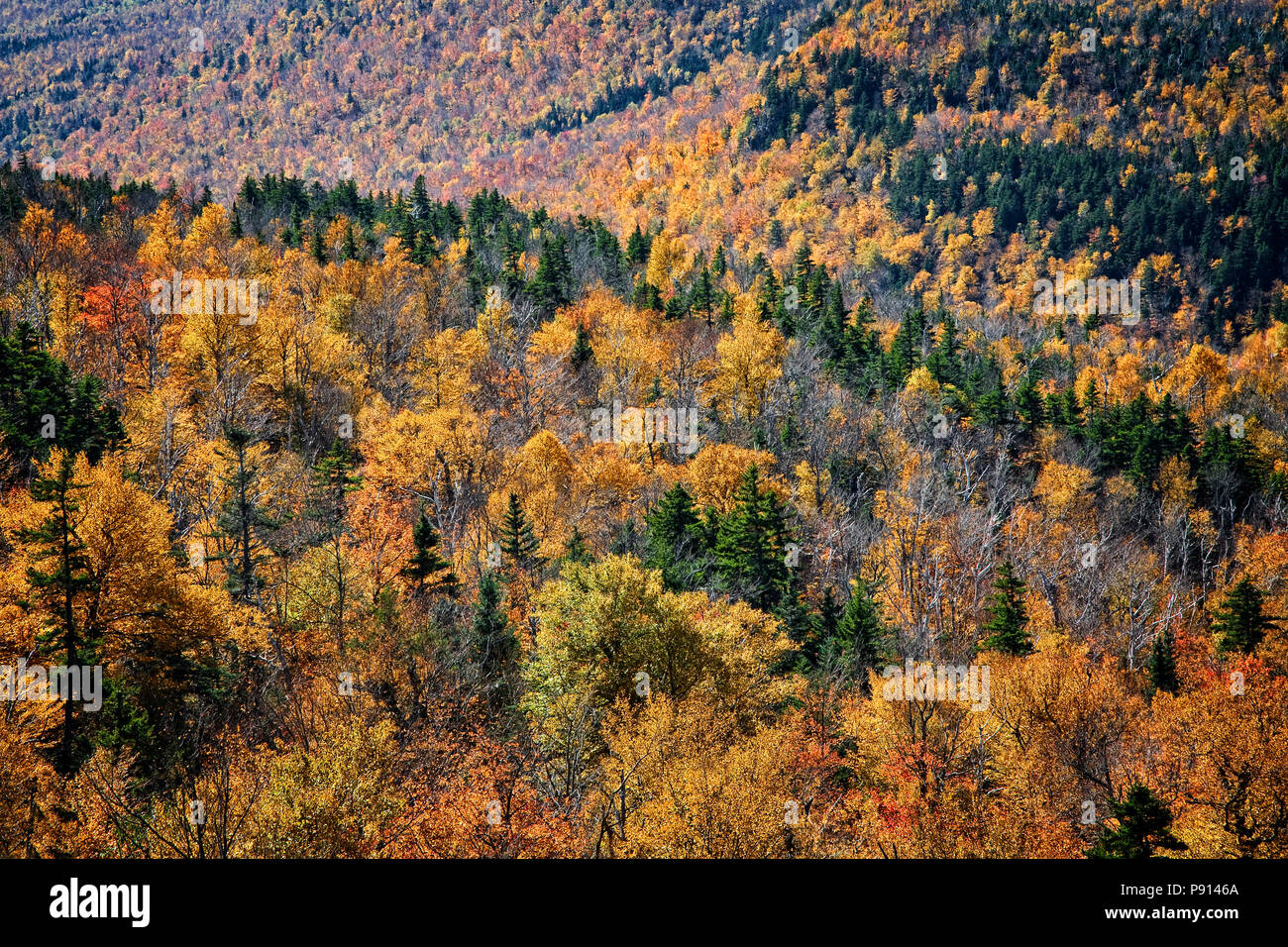 La couleur de l'automne dans les montagnes blanches autour de Pinkham Notch dans le New Hampshire. Banque D'Images