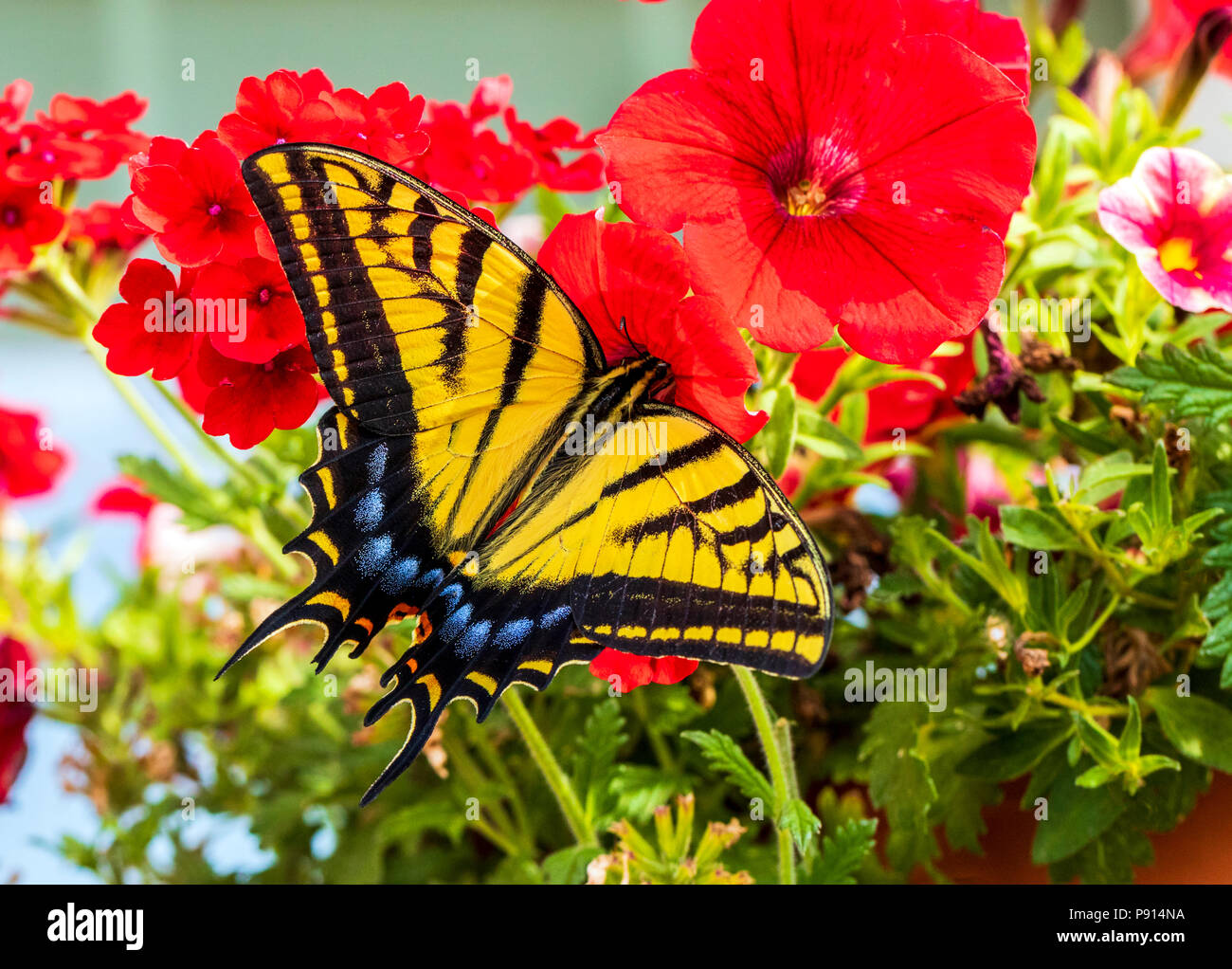 Grand Monarque ; jaune ; Monarque Danaus plexippus ; papillon ; asclépiade pollinisant les fleurs de jardin Banque D'Images