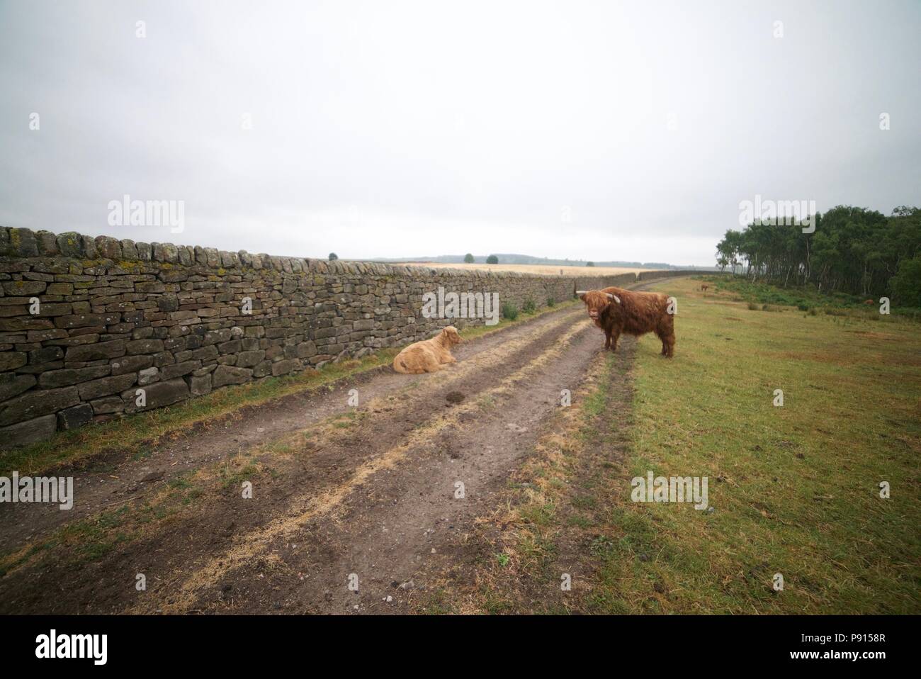 Corne De Taureau Banque D Image Et Photos Alamy