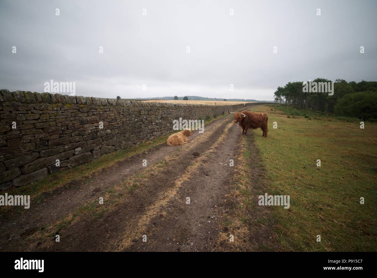 Vache et son veau Highland bloquer une route et chemin dans un champ dans le parc national de Peak District, les taureaux sont également connu sous le nom de vaches Highland. Banque D'Images