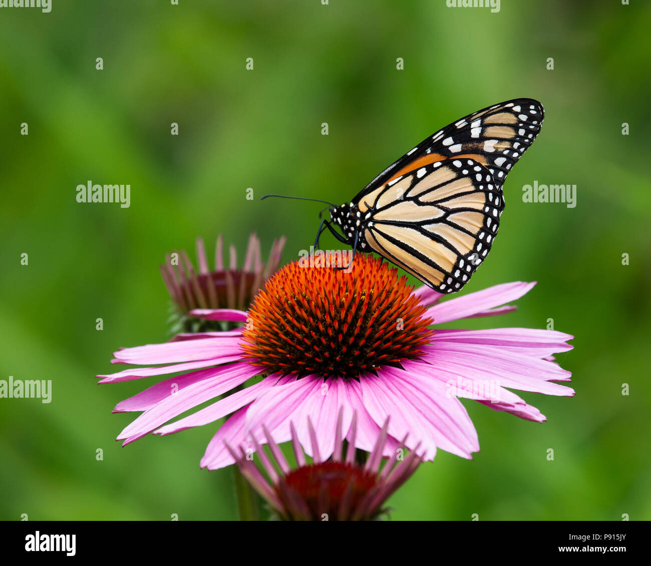 Le monarque (Danaus colorés plesippus) se nourrissant de pourpre dans le jardin en spéculateur, New York, NY USA Banque D'Images