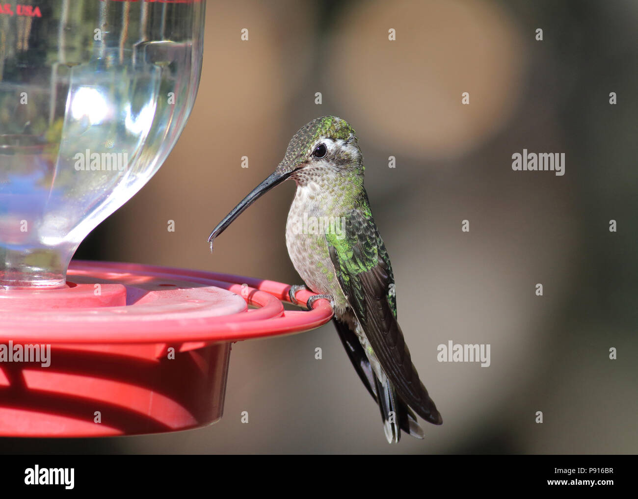 Magnifique (Rivoli) Hummingbird 9 novembre 2015 Santa Rita Lodge, Madera Canyon, Arizona Banque D'Images