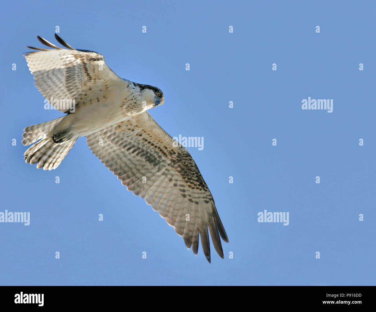 En vol d'Osprey Pandion haliaetus Octobre 28th, 2007 Gavin's Point barrage, le Dakota du Sud/Nebraska border Banque D'Images