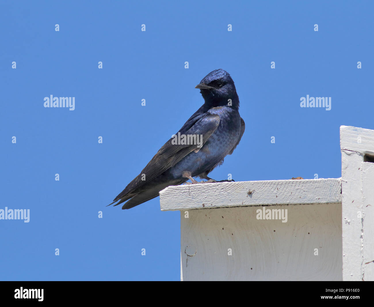 Purple Martin Mai 6th, 2017 près de Hartford, dans le Dakota du Sud Banque D'Images