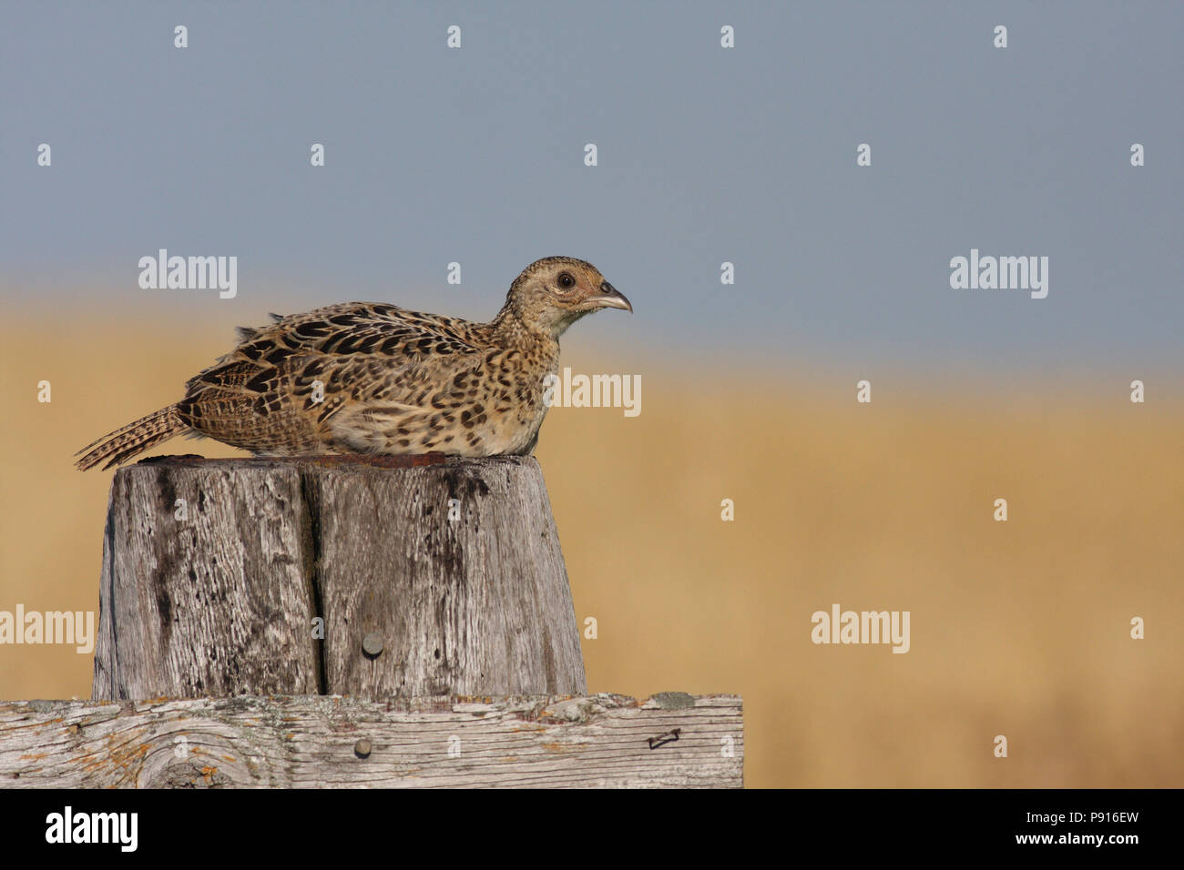 Juvenile Faisan de Colchide le 1er août 2008, près du lac Thompson, Kingsbury comté, le Dakota du Sud Banque D'Images
