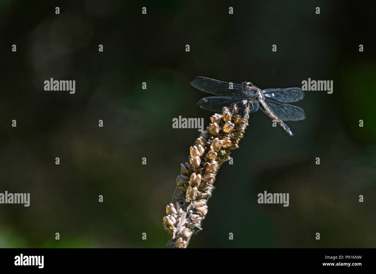Close up of a Dragon Fly assis sur une tige. Banque D'Images