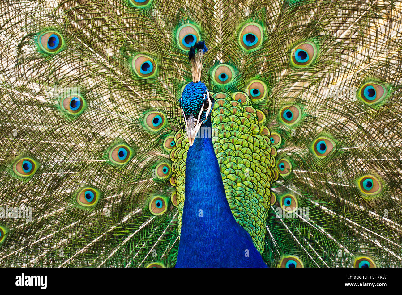 Paons Indiens mâles - Pavo cristatus affichant sa queue Banque D'Images