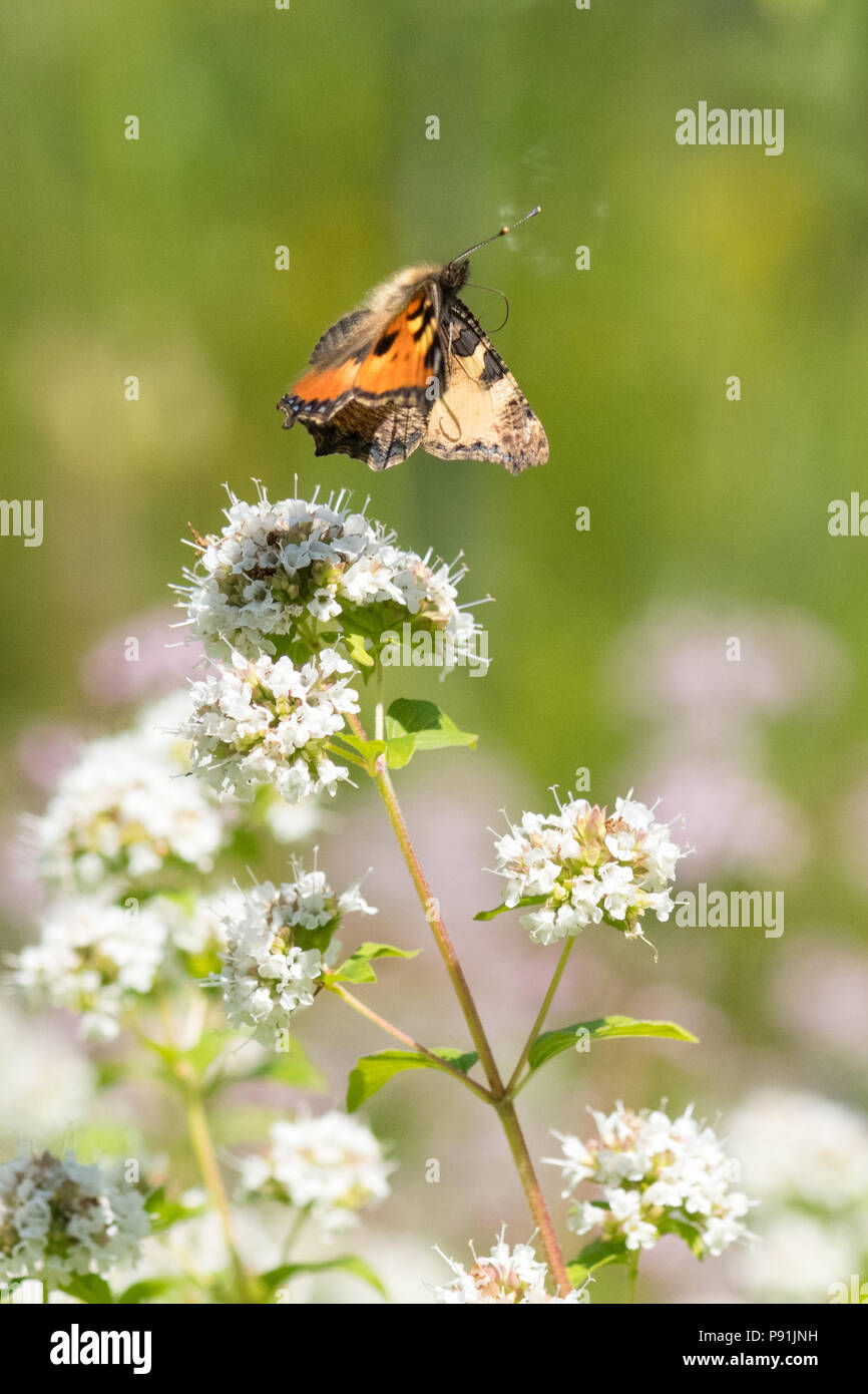 Stirlingshire, Scotland, UK - 14 juillet 2018 : France - un petit papillon écaille déménageant entre fleurs de marjolaine sur un autre jour sec dans Stirlingshire Crédit : Kay Roxby/Alamy Live News Banque D'Images