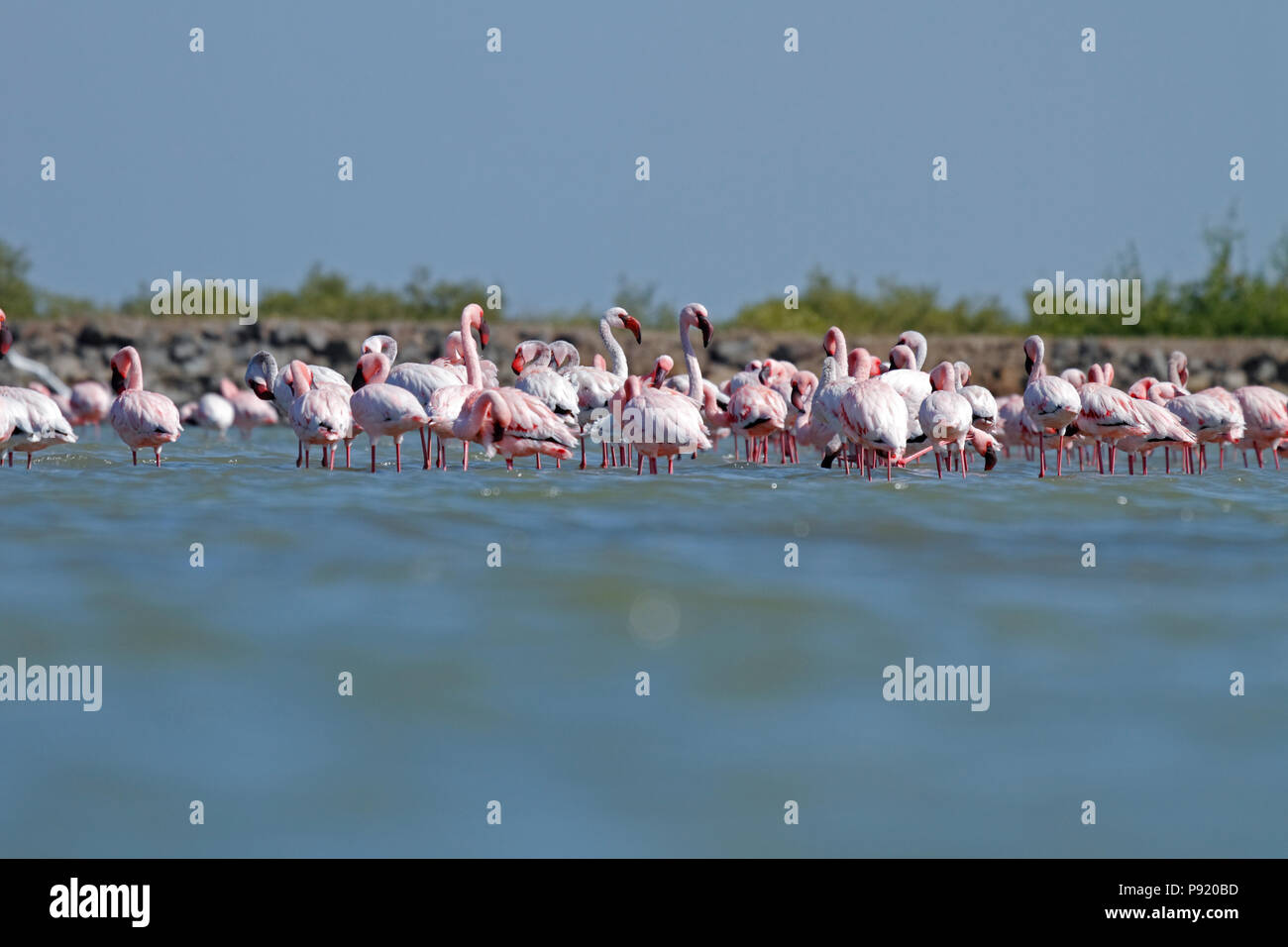 Flamants Roses près de Jamnagar au Gujarat, en Inde Banque D'Images