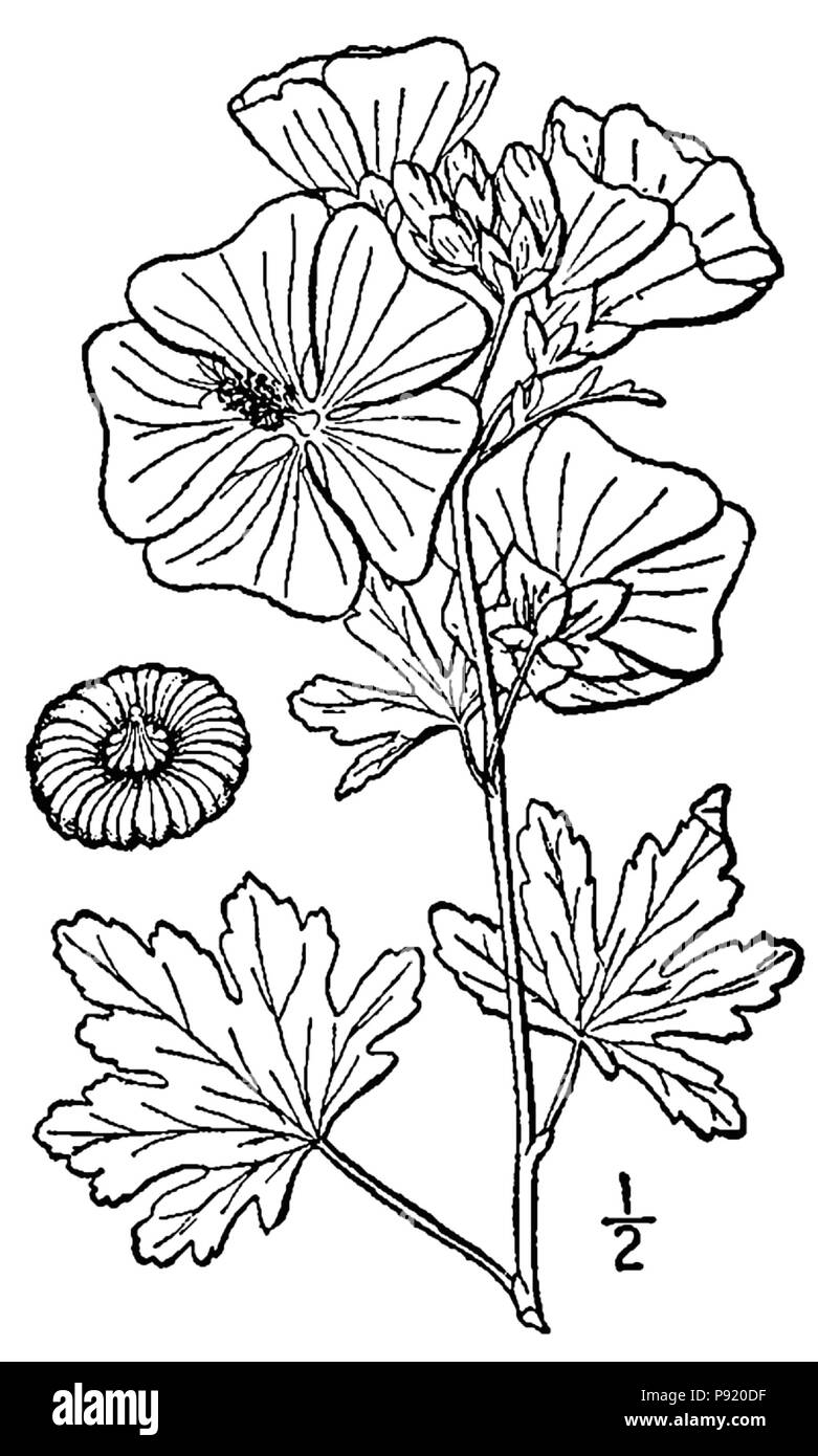 409-linedrawing Malva alcea Banque D'Images