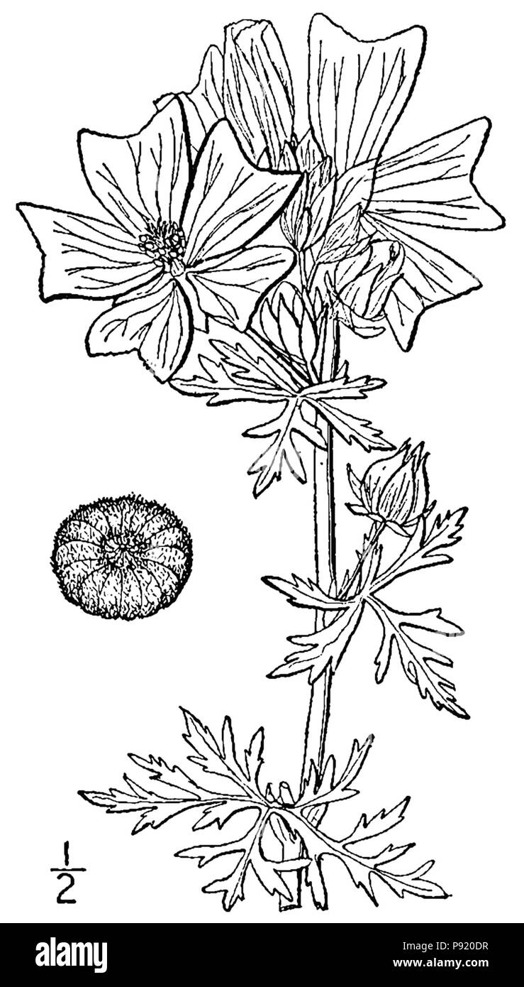 409 Malva moschata linedrawing Banque D'Images