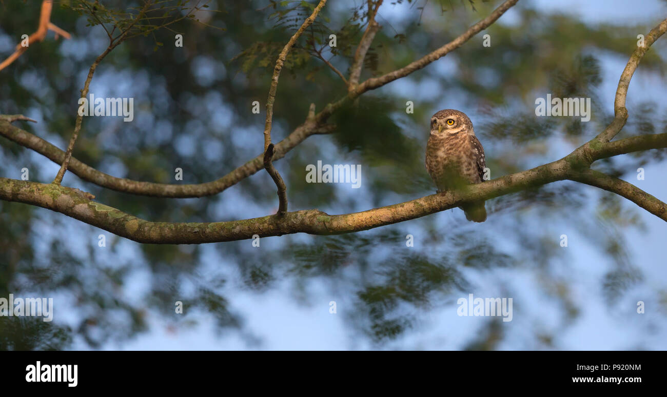 Spotted Owlet (Athene brama) dans l'ouest du Bengale Nadia Jaguli Banque D'Images