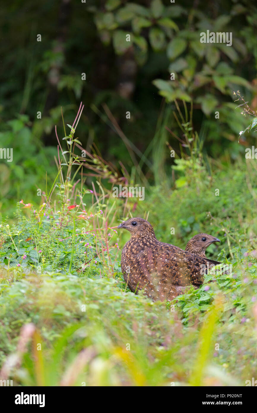 Tragopan satyre Tragopan satyra à Pangolakaha ou Wildlife Sanctuary au Zuluk au Sikkim Himalaya, Inde Banque D'Images