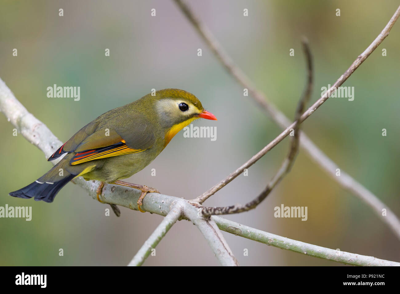 Red-billed leiothrix (Leiothrix lutea) dans le Sikkim Himalaya Inde Banque D'Images
