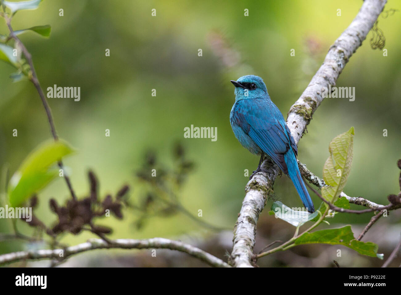 Moucherolle vert (Eumyias Verditer thalassinus) dans le Sikkim Himalaya Inde Banque D'Images